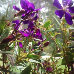gorgeous purple flowers
