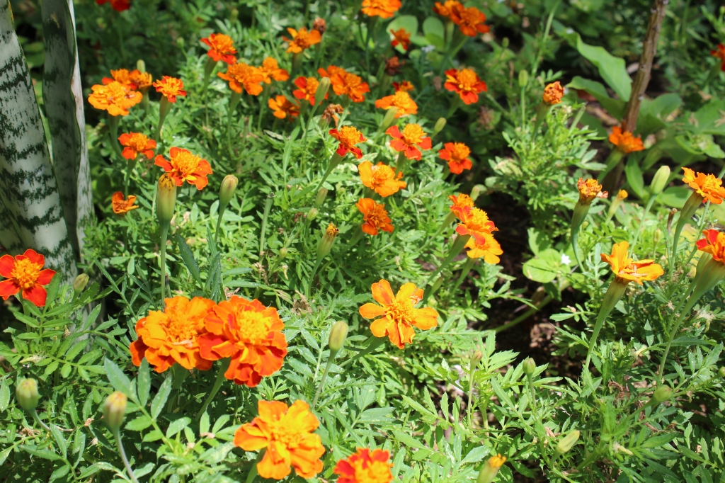 Marigolds in the garden
